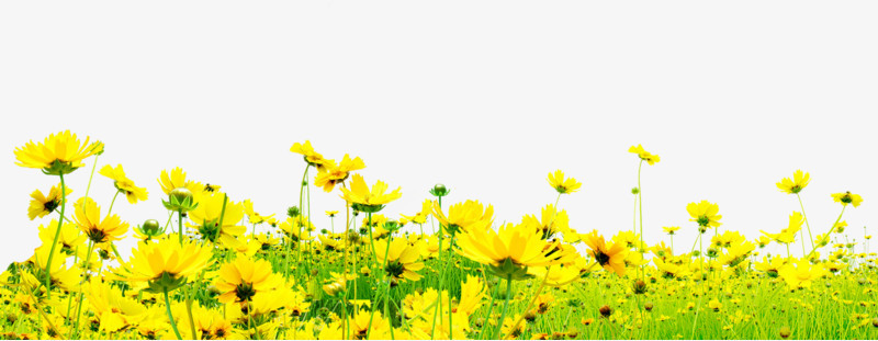 教师节黄色花朵草地