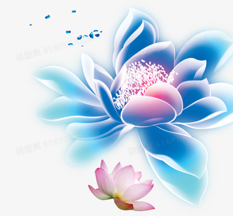 透明荷花