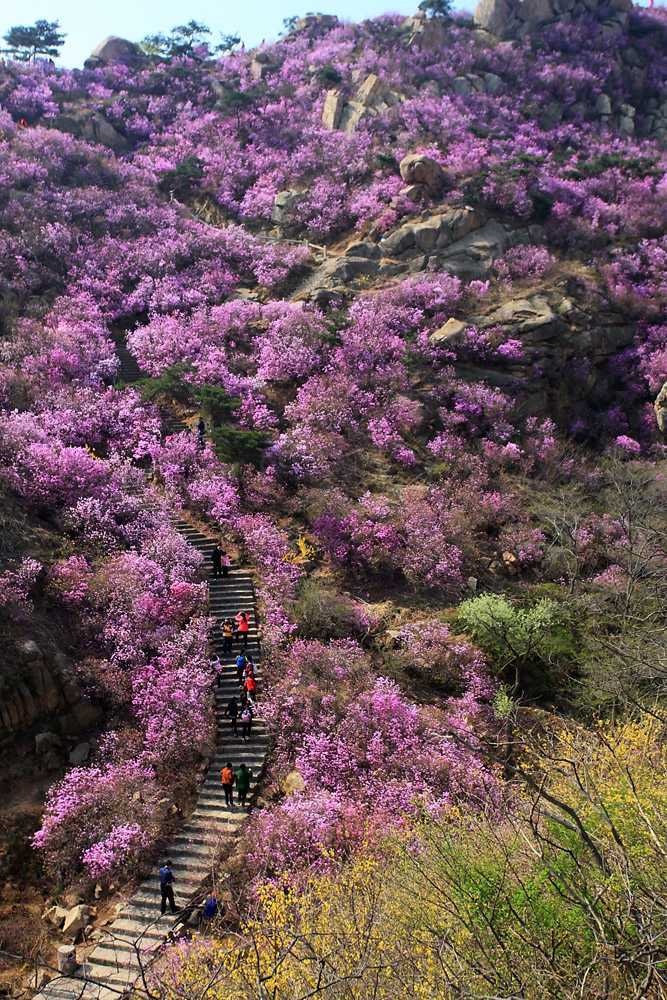 粉色大山花海风景