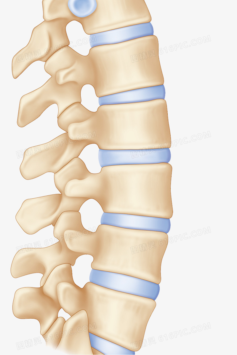 脊柱骨头图片