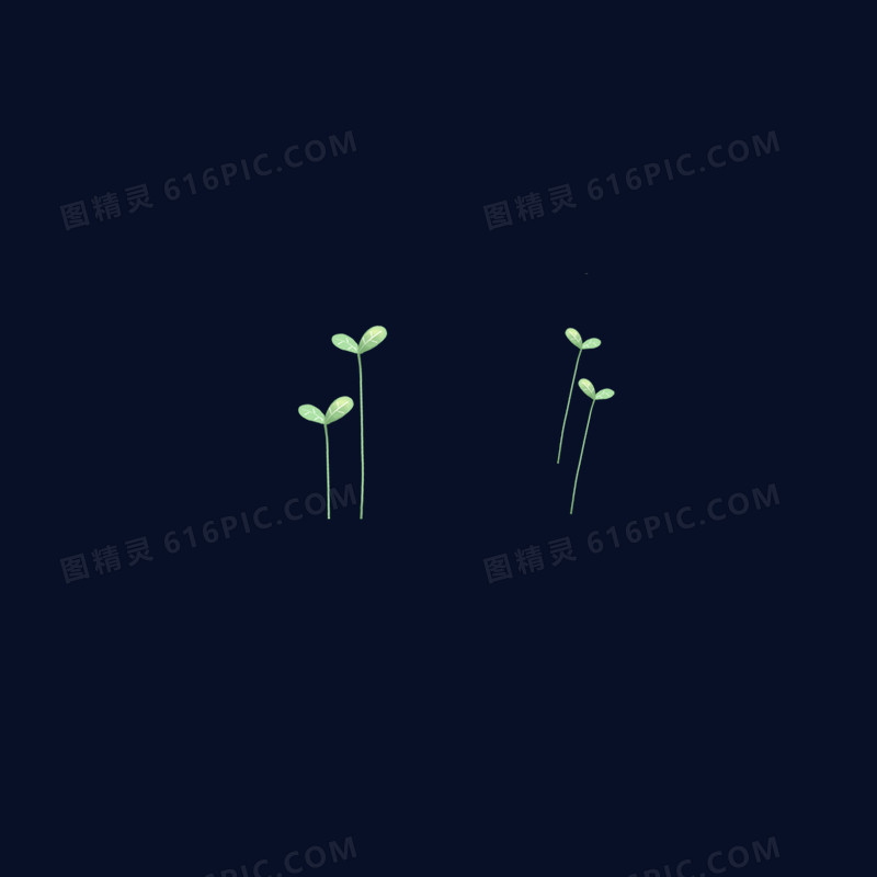 豆芽小苗