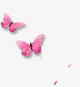 两只粉红色蝴蝶