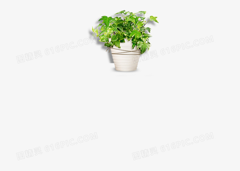 白色花盆植物，盆栽，办公室植物，庭院