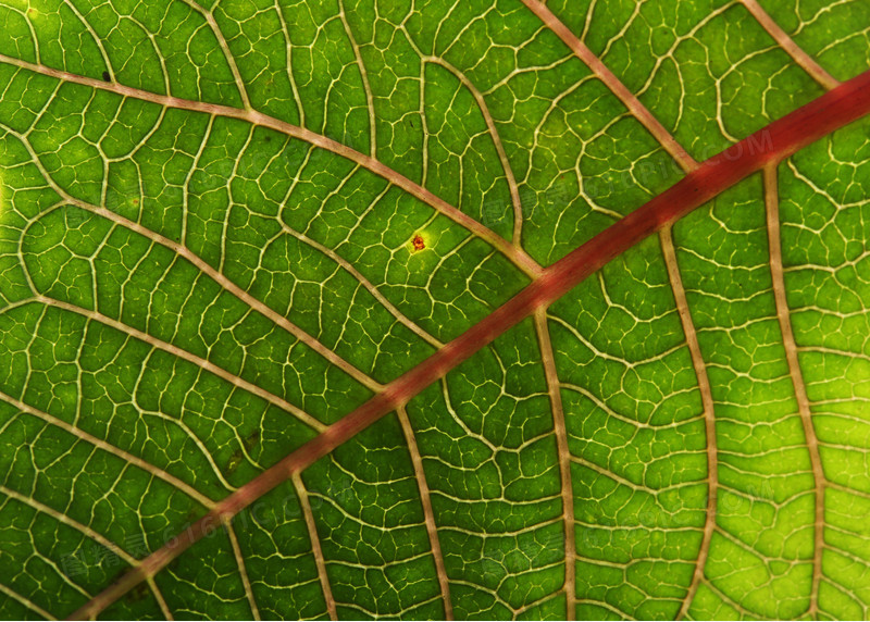 关键词:春天绿色植物叶脉叶茎叶子绿叶植物底纹背景背景花边图精灵为