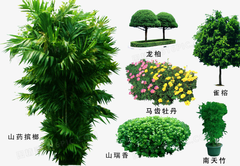 绿色植物