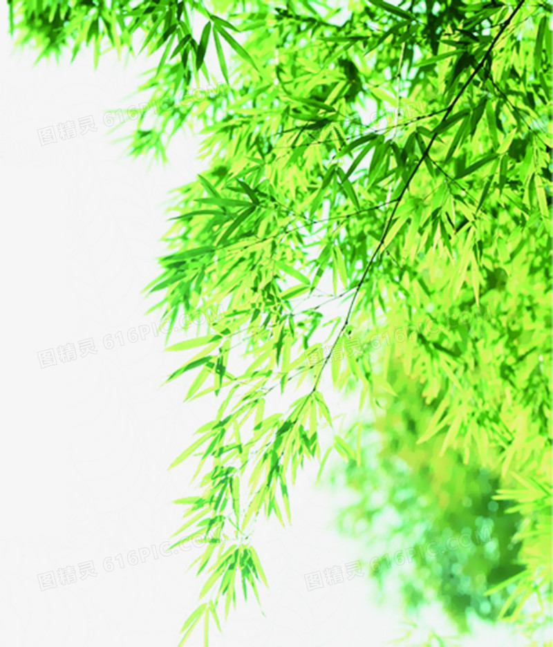 绿色清爽夏日树枝