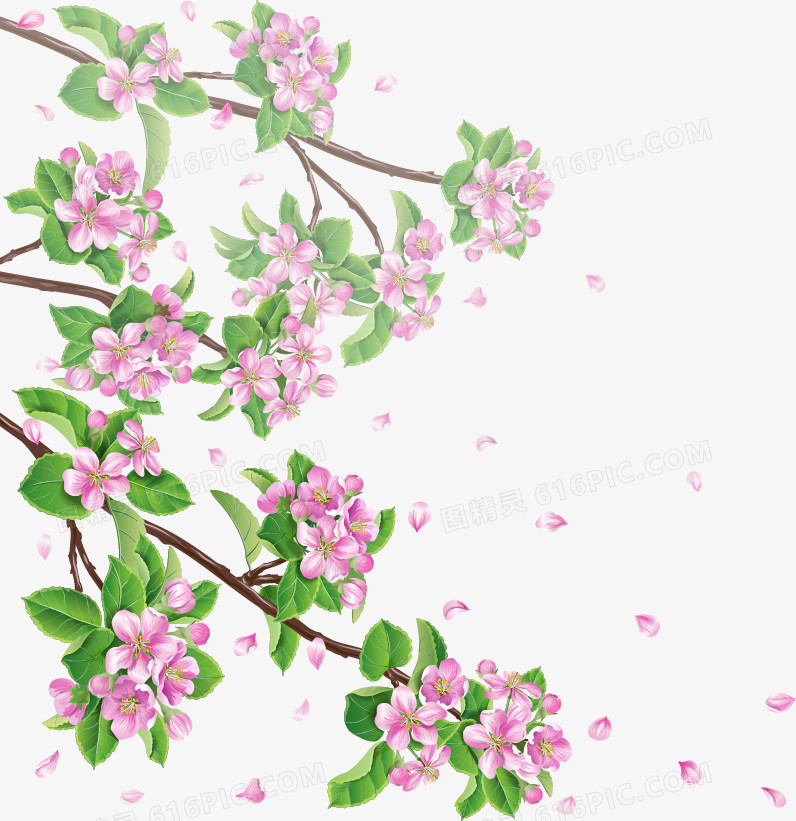 樱花