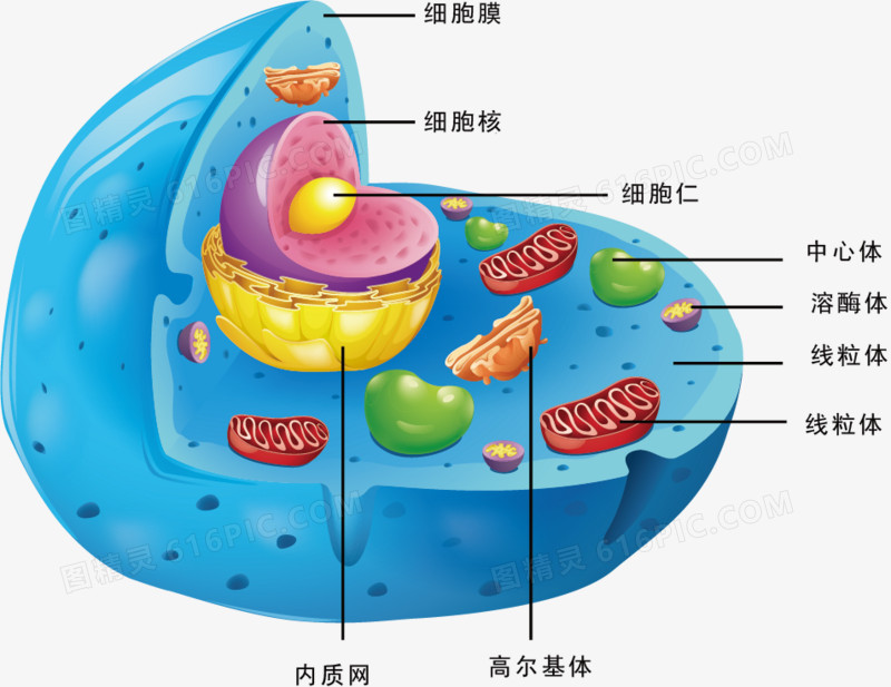 细胞结构矢量图