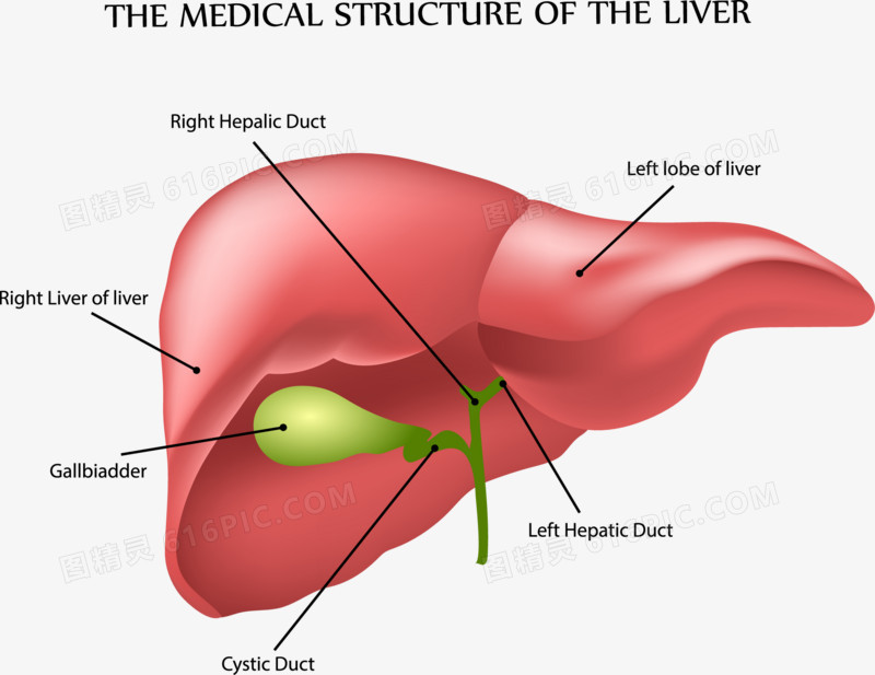 人体肝结构分析