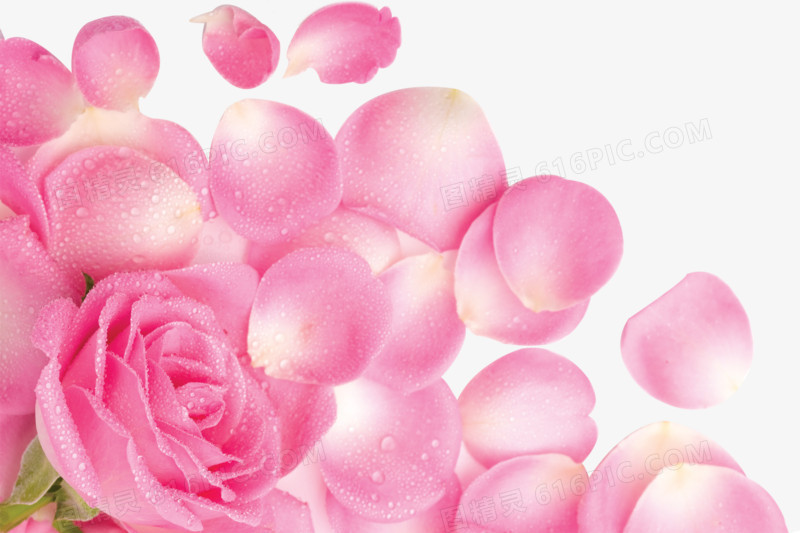 粉色露珠花朵玫瑰花瓣