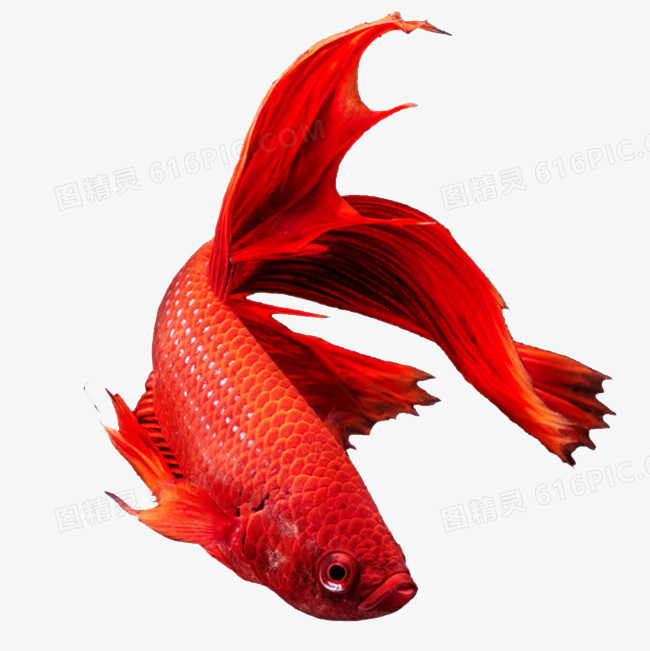 红色龙鱼
