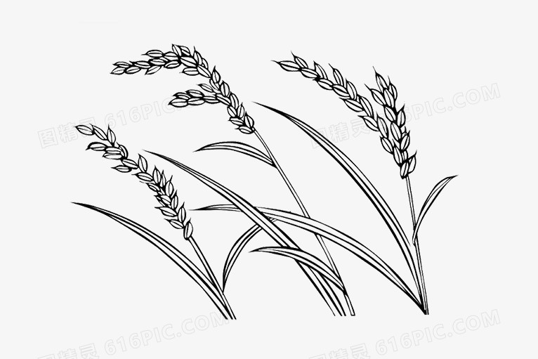 关键词:手绘稻田黑白画米稻素材图片稻子谷子图精灵为您提供稻子图片