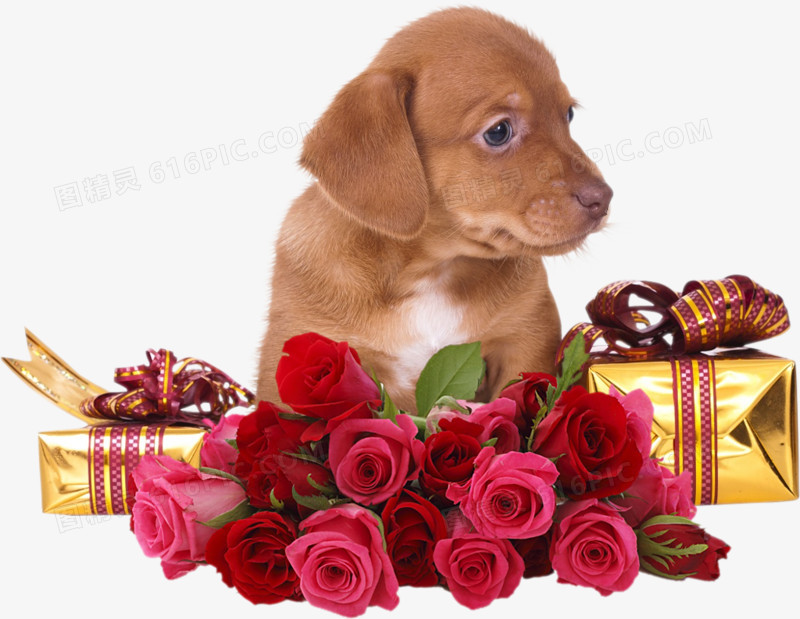 小狗与玫瑰