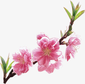春天风景粉色桃花树枝
