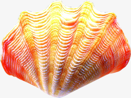 贝壳贝类夏季海边素材