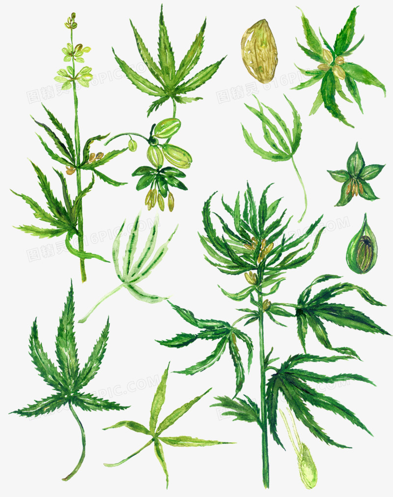 手绘植物叶子本草图案