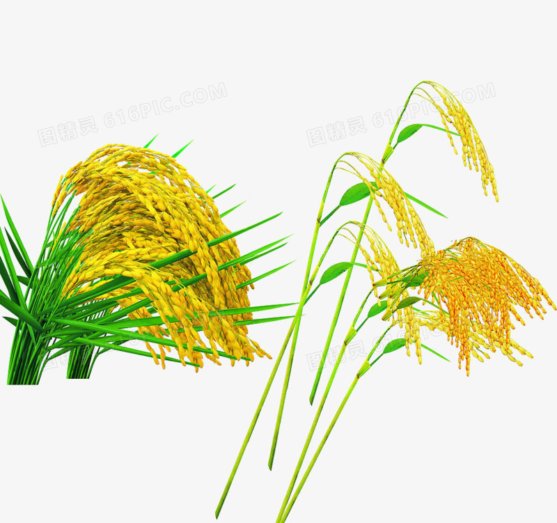 水稻小麦