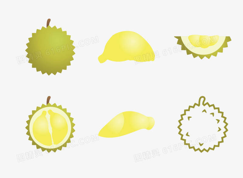 矢量榴莲插图