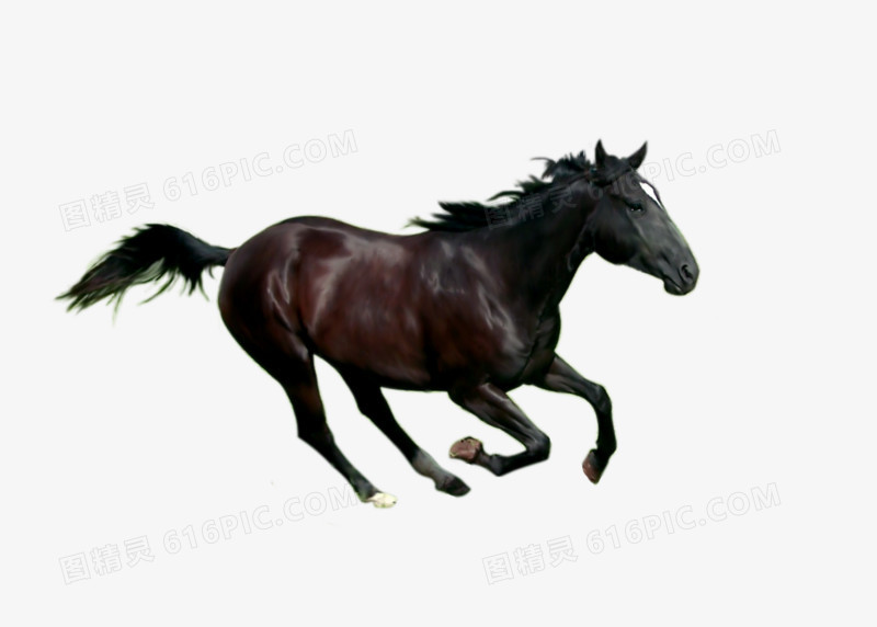 马图片马素描奔跑的黑马