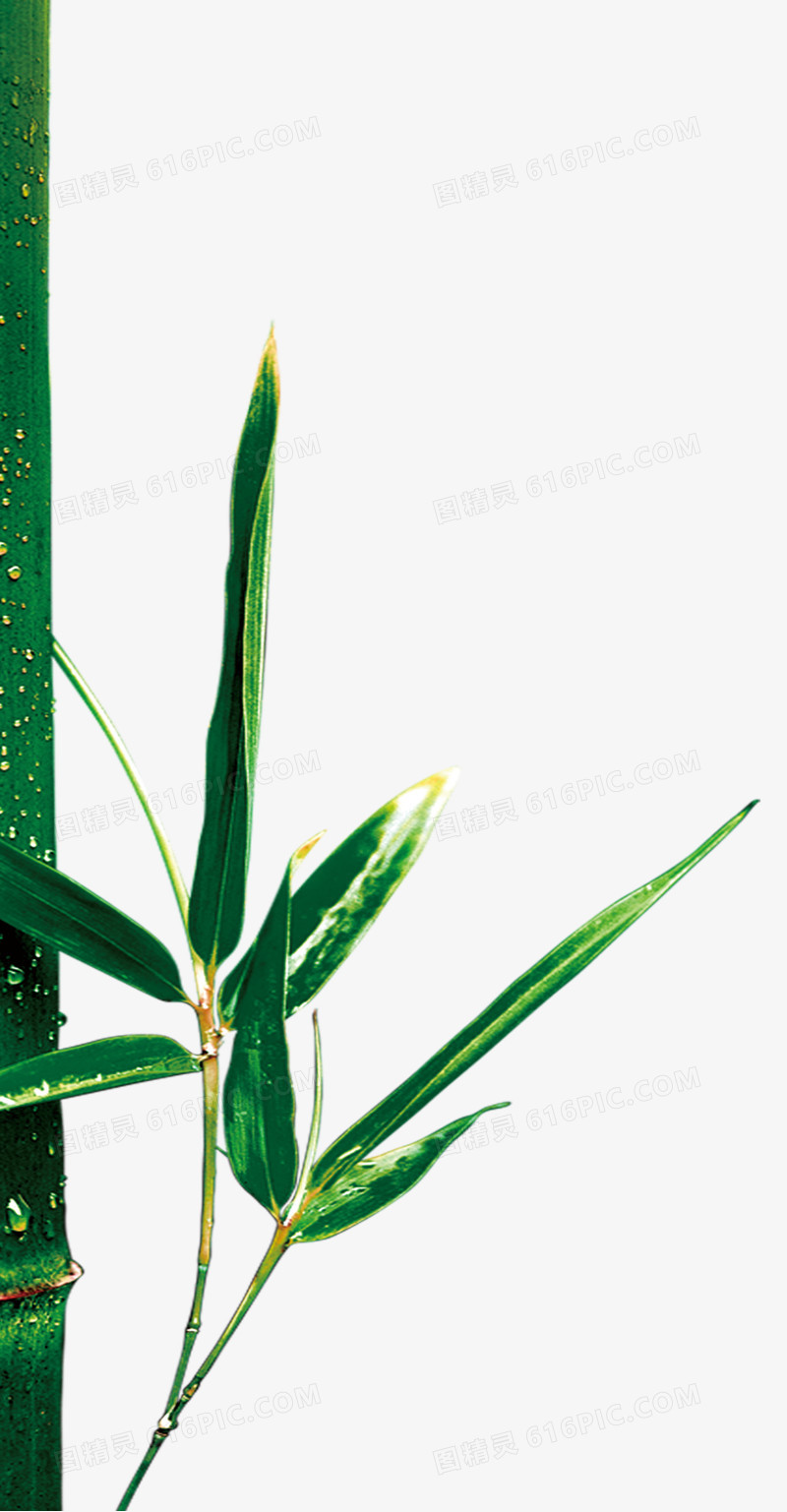 竹子,竹叶,绿叶,绿色,淘宝素材图片免费下载_高清png