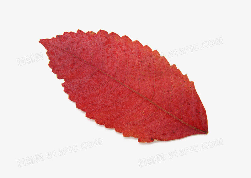 秋叶 树叶 火红色的叶子