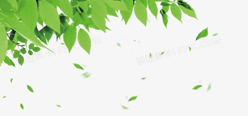 漂浮元素 花瓣 树叶专辑 绿色