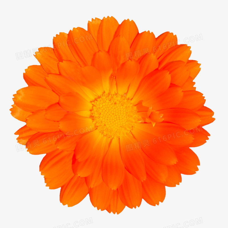 花朵海报背景花朵 唯美橙色花朵
