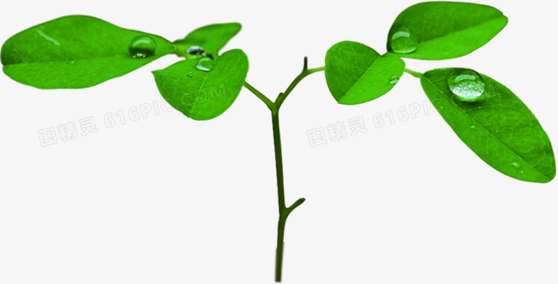 绿色露珠美景树叶