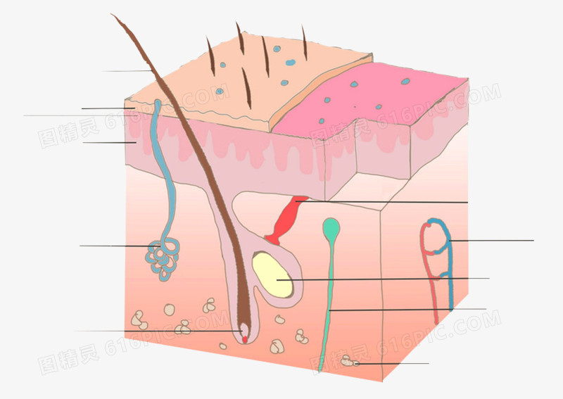 生物学皮肤组织