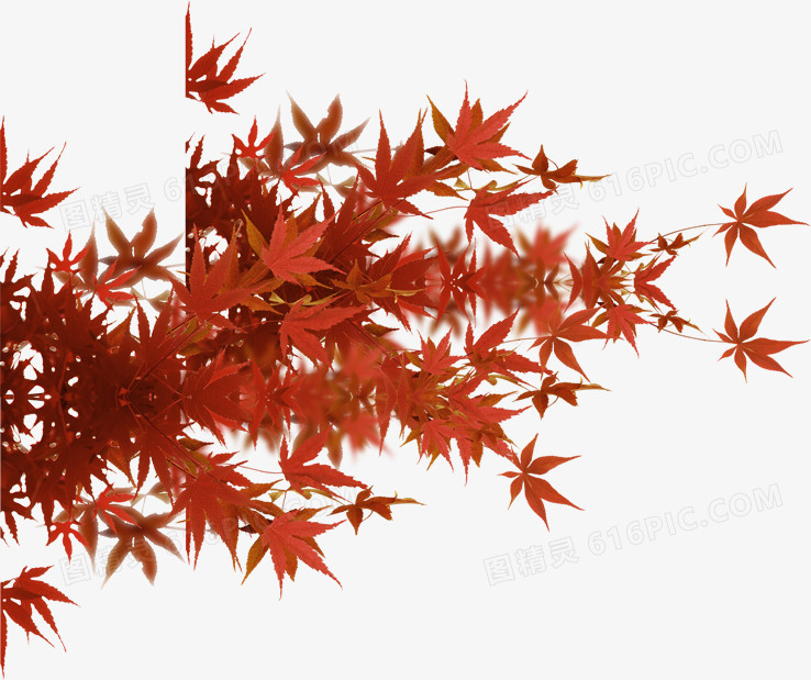 红色枫叶自然风景