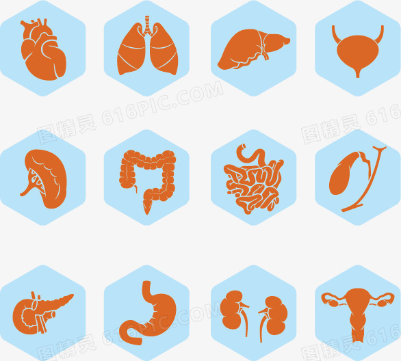 矢量人体器官内脏图标