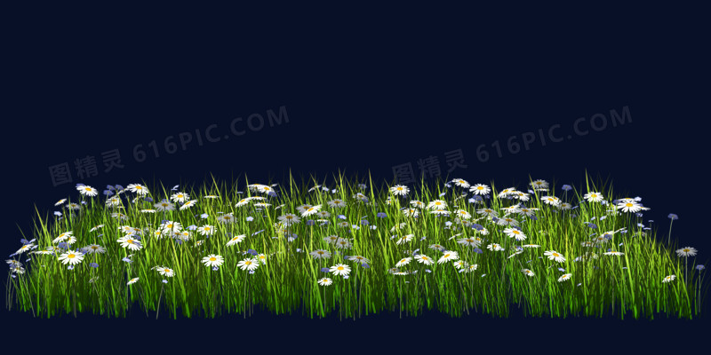 绿色野花草坪