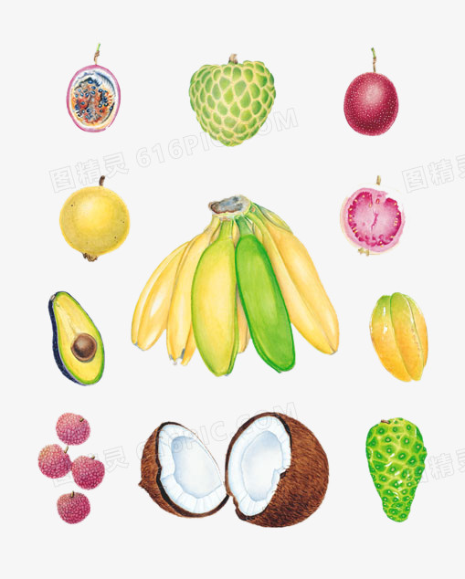 香蕉荔枝牛油果椰子石榴彩图