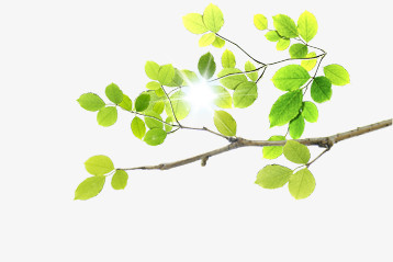 绿色树叶树枝手绘阳光