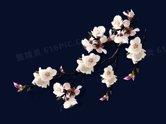 春节梅花树枝
