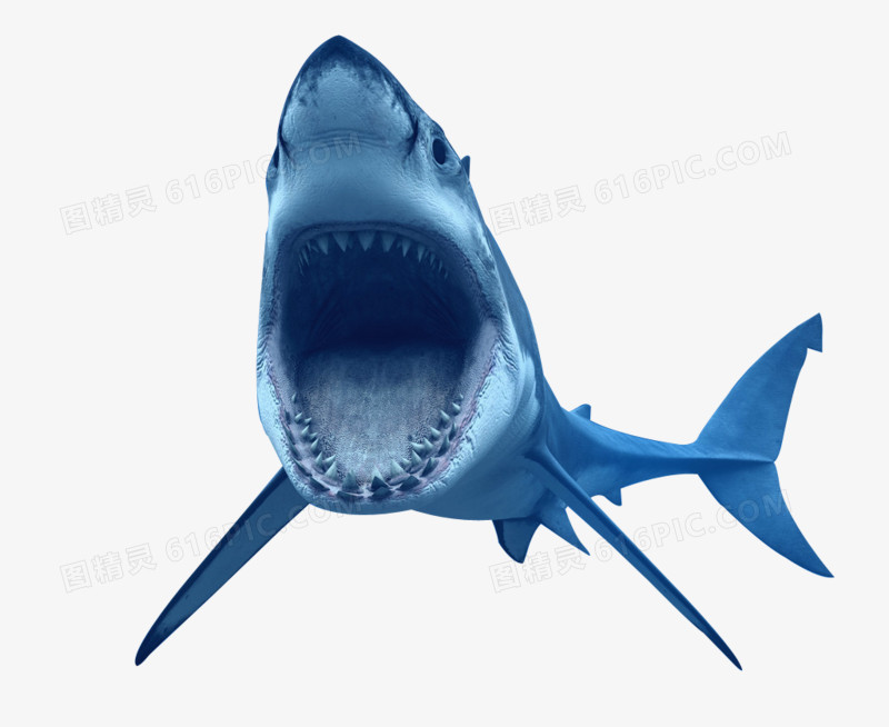 惊悚鲨鱼免抠PNG图片
