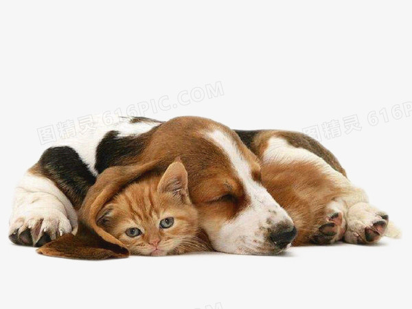 猫和狗狗