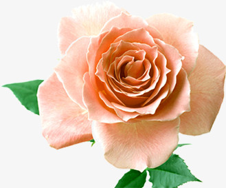 肉色玫瑰花卉海报背景七夕情人节