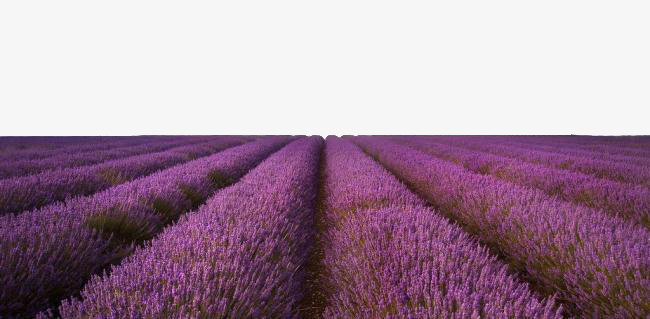 深紫色唯美薰衣草草原素材