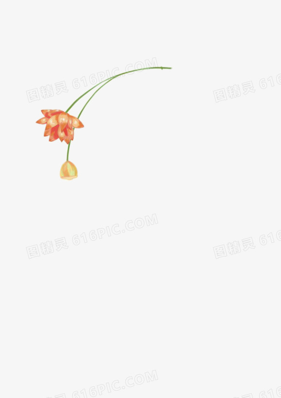 荷花花瓣 底纹