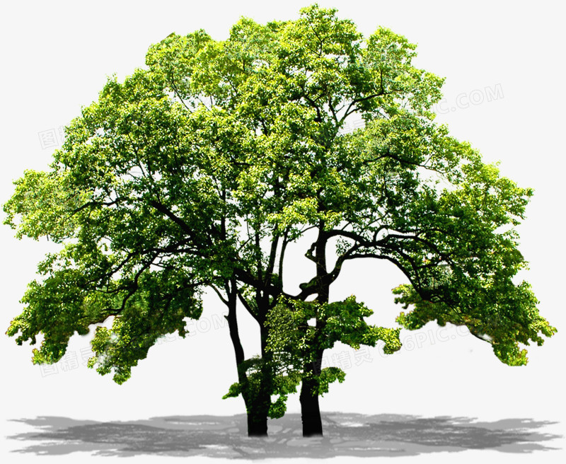 绿色环保植物大树
