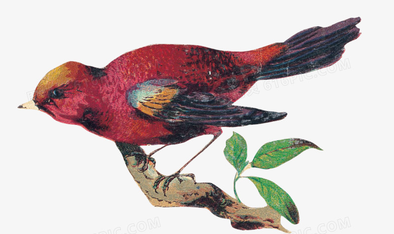 手绘国画红鸟