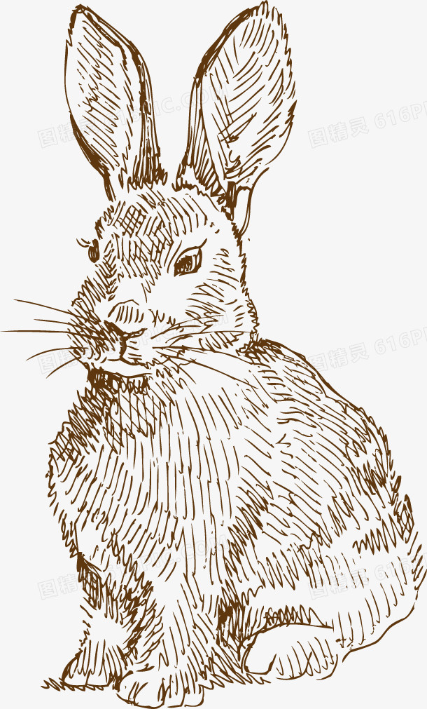 兔子手绘素描