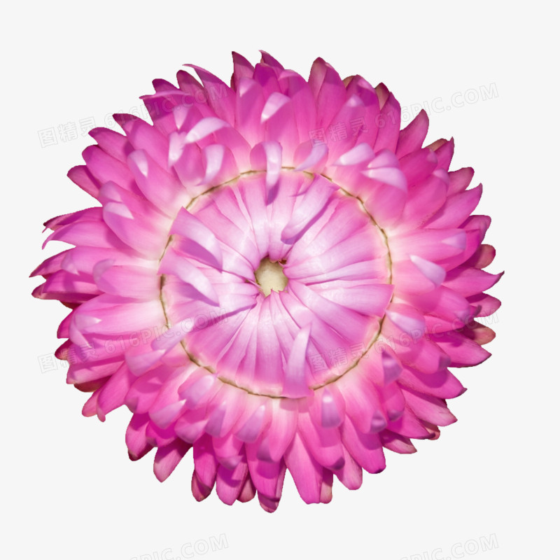手绘花朵图片鲜花素材  紫色皱菊花