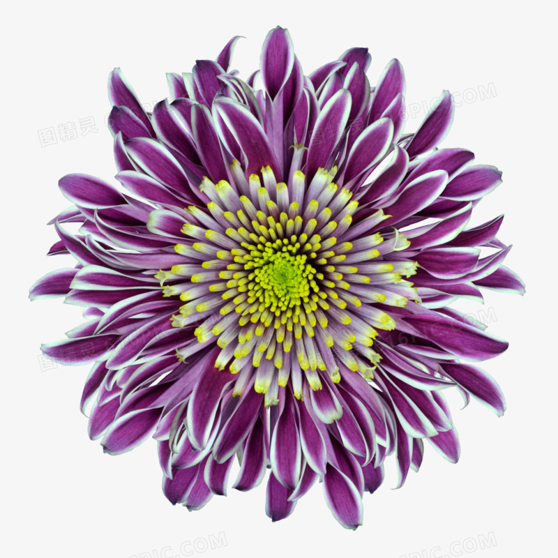 抽象鲜花图片手绘花朵素材 紫色花朵