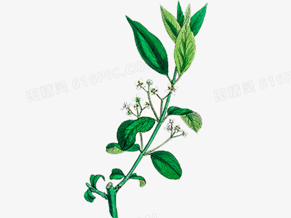 手绘植物图片