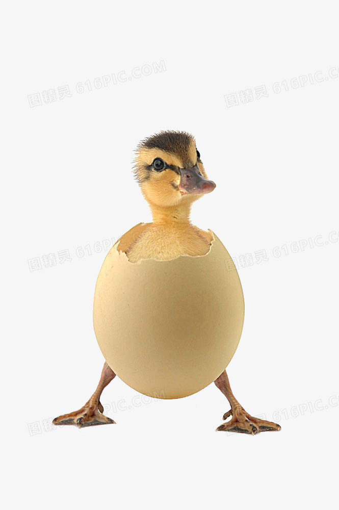 关键词:破壳蛋壳小鸭新生图精灵为您提供蛋壳中的小鸭子免费下载,本