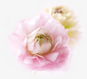 粉色绽放唯美花朵
