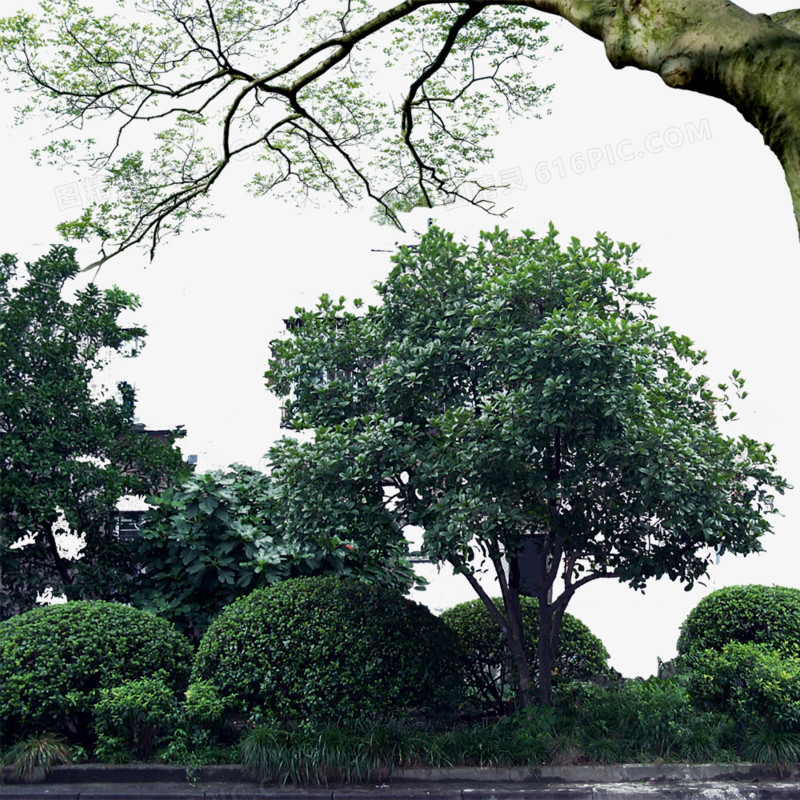 绿化植物