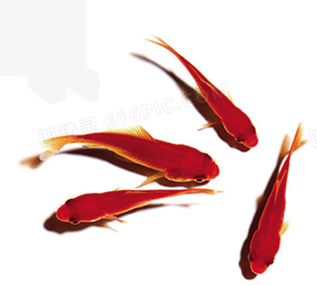 红色鲤鱼金鱼